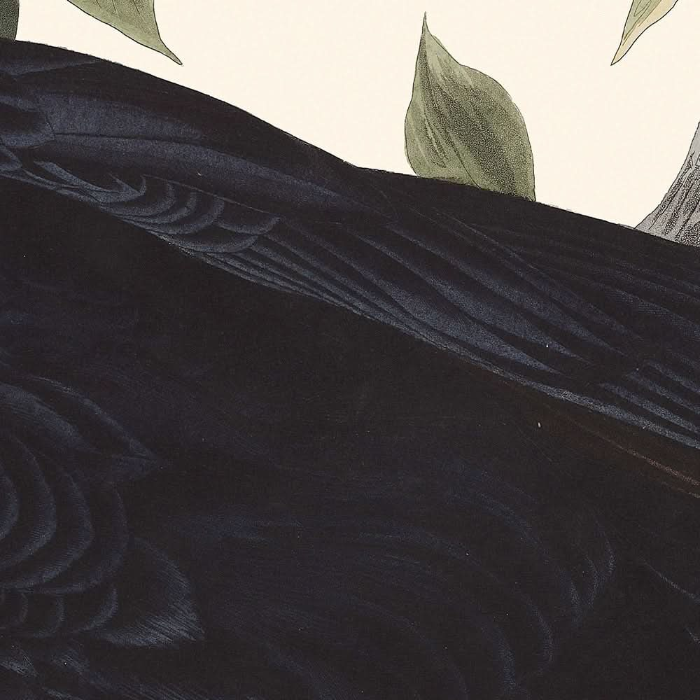 Raven by John James Audubon, 1827