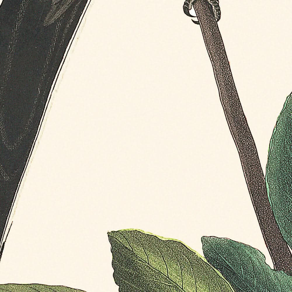 Fork-tailed Flycatcher by John James Audubon, 1827