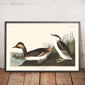 Grebe con orecchie di John James Audubon, 1827 