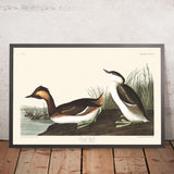Ohren-Taucher von John James Audubon, 1827 