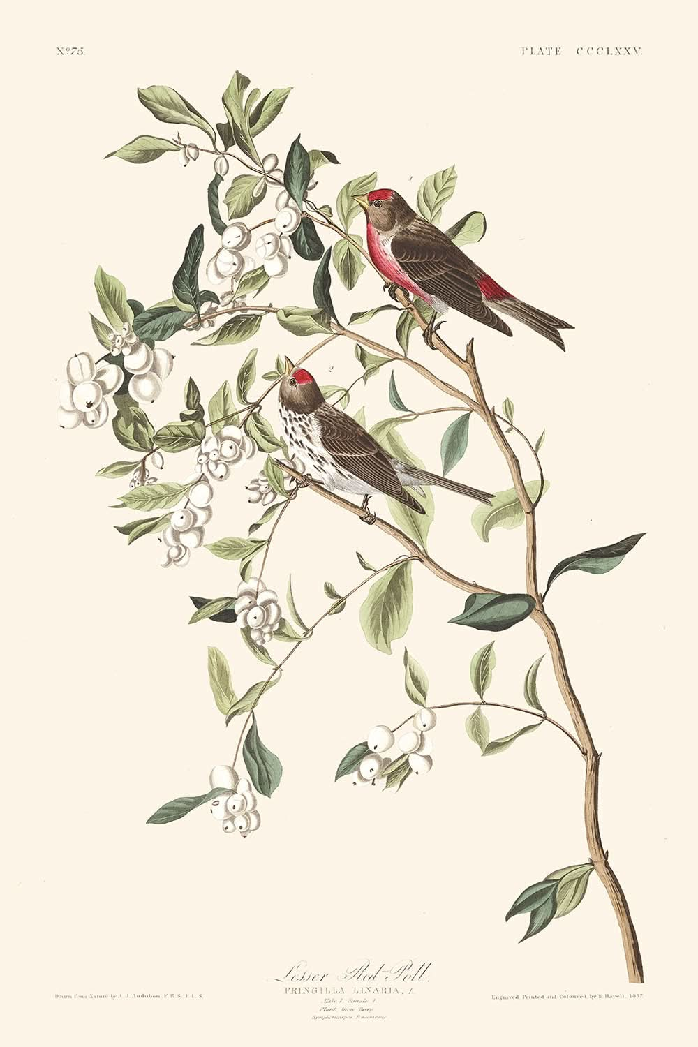 El pájaro carpintero menor, de John James Audubon, 1827