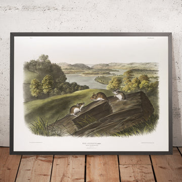 A framed image of 
