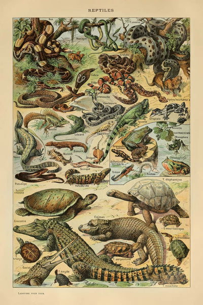 Reptiles by Adolphe Millot, 1890