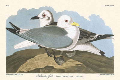 Gaviota gaviota por John James Audubon, 1827