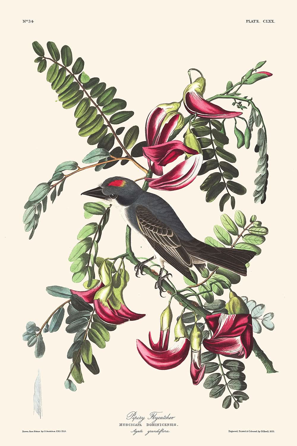 Moucherolle siffleur de John James Audubon, 1827