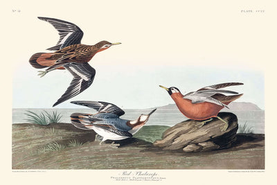 Phalarope à bec court de John James Audubon, 1827