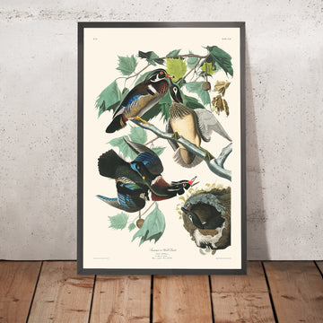 Une image encadrée de Summer or Wood Duck par John James Audubon, 1827