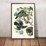 Summer or Wood Duck by John James Audubon, 1827