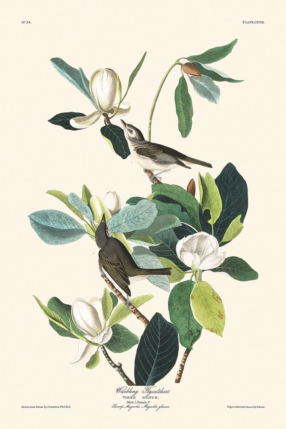 Moucherolle gazouilleur de John James Audubon, 1827