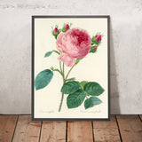 Cabbage Rose (Rosa centifolia, Plate 86) by Pierre Joseph Redouté, 1827