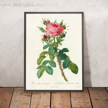 A framed image of Rosa bifera macrocarpa by Pierre Joseph Redouté, 1817