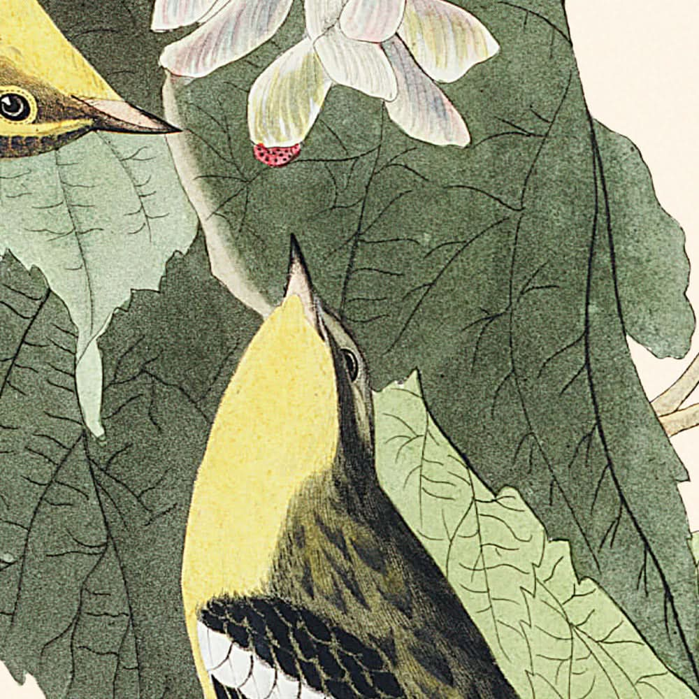 La Fauvette des pruches par John James Audubon, 1827