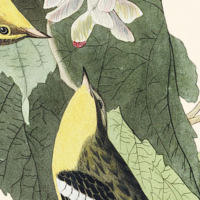 La Fauvette des pruches par John James Audubon, 1827