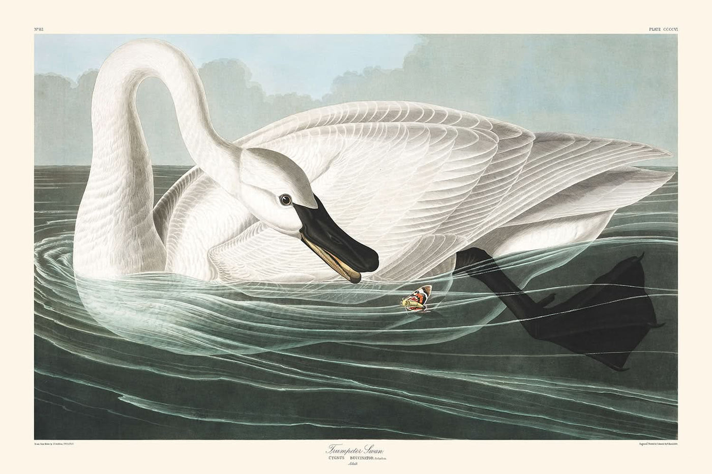 Cygne trompette de John James Audubon, 1827