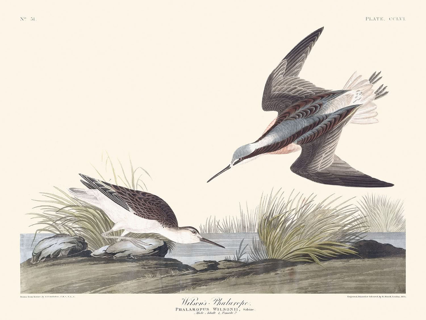 Wilson's Phalarope by John James Audubon, 1827