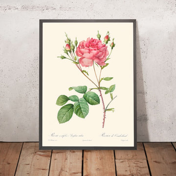 Rosa Centifolia Anglica Rubra von Pierre-Joseph Redouté 1817 