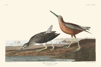 Bécassine à poitrine rousse par John James Audubon, 1827