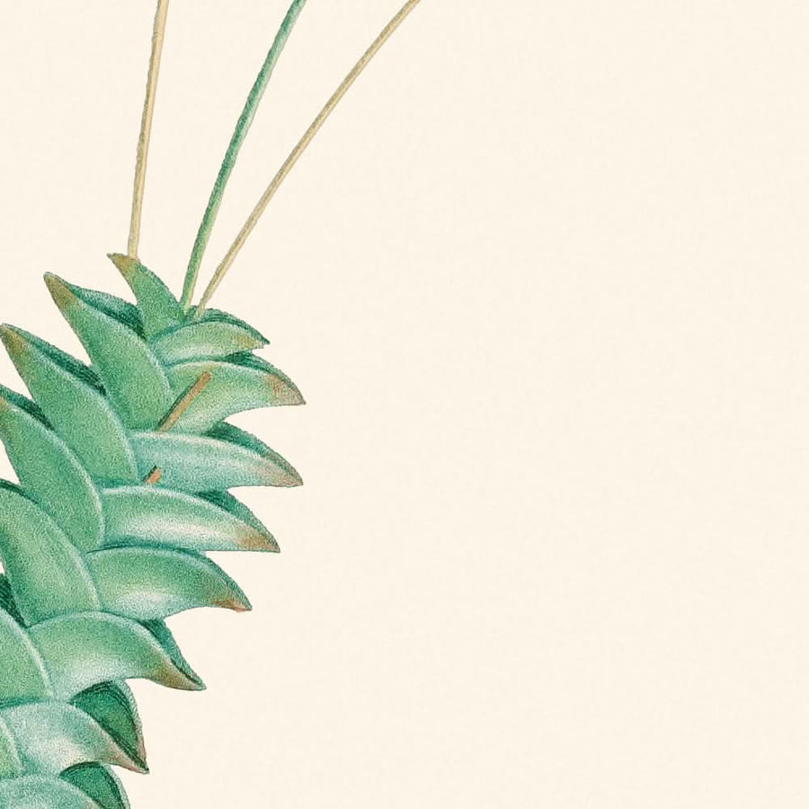 Aloe Viscosa di Pierre-Joseph Redouté, 1802 