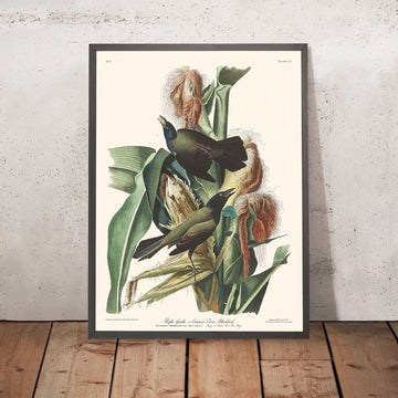 Lila Grakle oder Gemeiner Krähen-Schwarzvogel von John James Audubon, 1827 