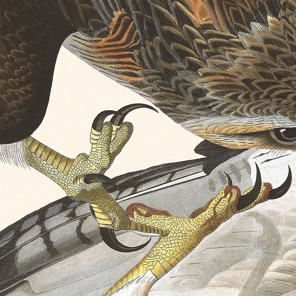 Buse à queue rousse par John James Audubon 1827