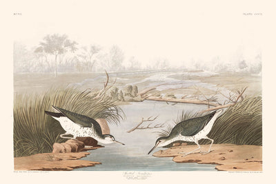 Spotted Sandpiper by John James Audubon, 1827