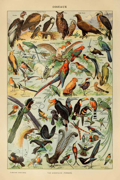Birds (2) by Adolphe Millot 1890 - Parrots, Hawks, Tropical Birds