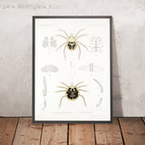 Mites (Acaridea, Plate 11) by Frederick DuCane Godman, 1879