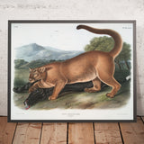 Cougar (Felis concolor) by John Woodhouse Audubon, 1845