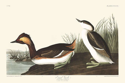 Grèbe à cou noir par John James Audubon, 1827