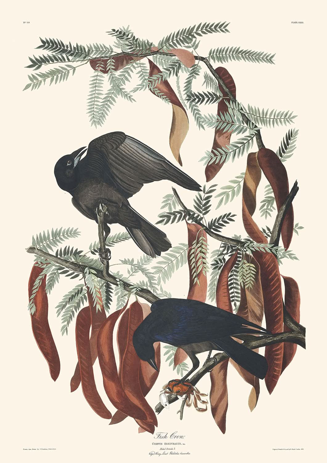 Cuervo pescador, de John James Audubon, 1827