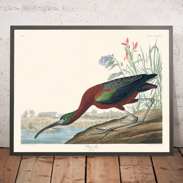 Ibis lucido di John James Audubon, 1827 
