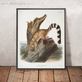 Ringtail (Bassariscus astutus) by John Woodhouse Audubon, 1845