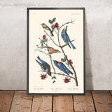 Townsend's Warbler, Arctic Blue-bird, Western Blue-bird by John James Audubon, 1827