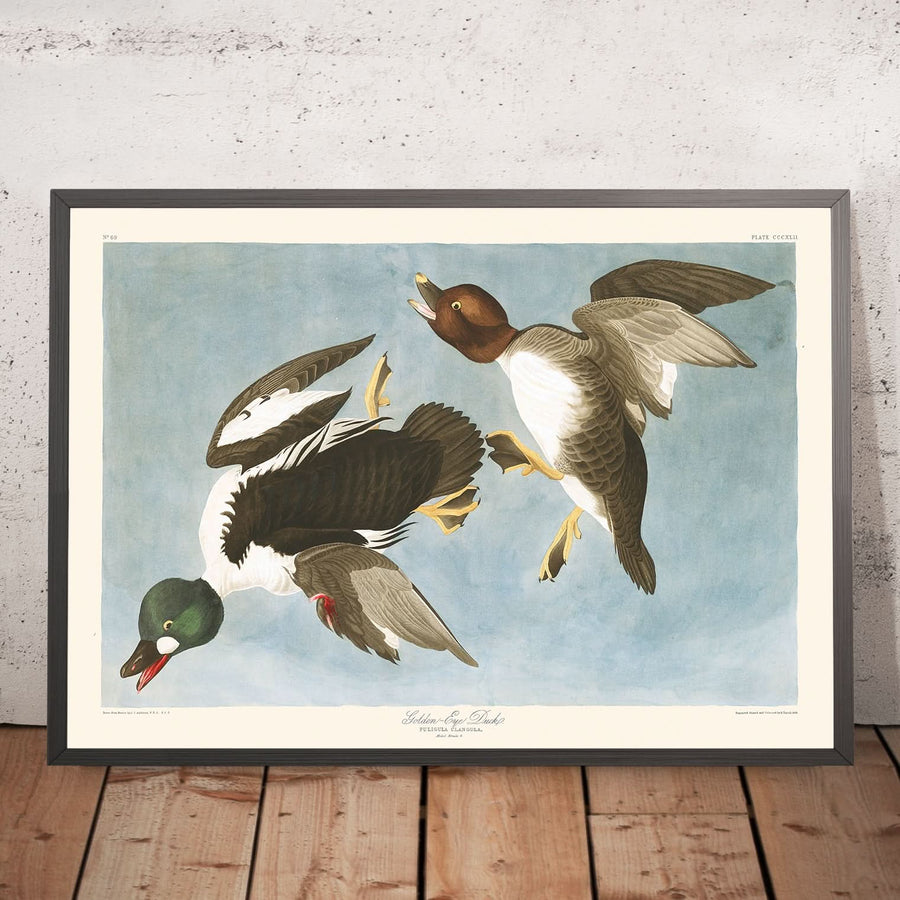 Anatra Golden-Eye (Tavola 342) di John James Audubon, 1827 