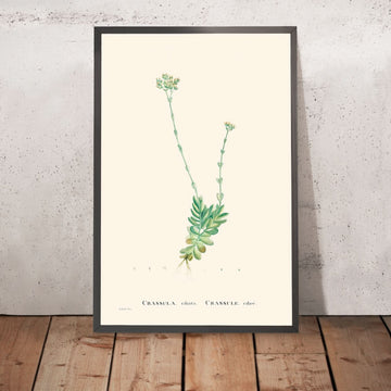 Zwergpflanzen von Pierre-Joseph Redouté, 1802 