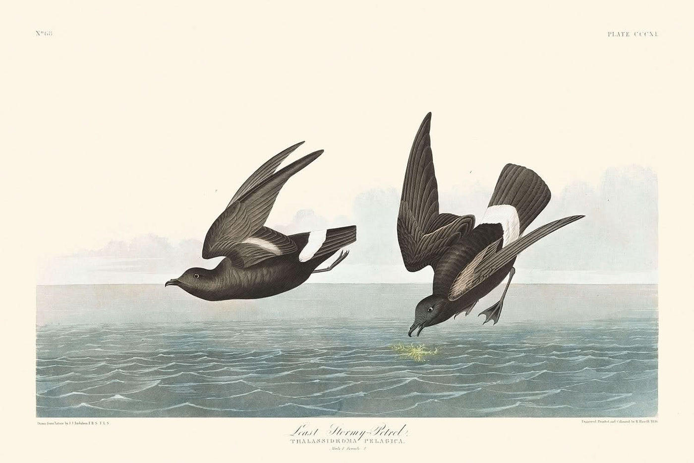 Océanite de Caroline du Nord par John James Audubon, 1827