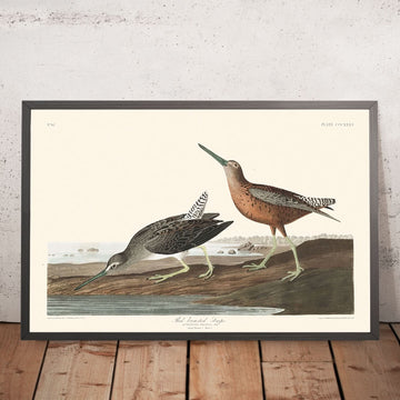 Rotbrustschnepfe von John James Audubon, 1827 