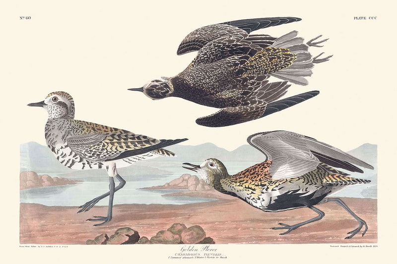 Visualiser thumbnail artwork