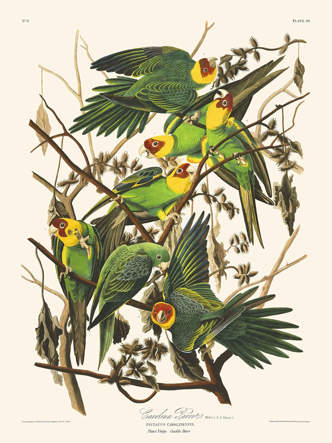 Carolina Parrot by John James Audubon, 1827