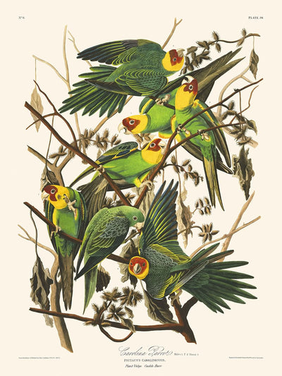 Loro de Carolina, de John James Audubon, 1827