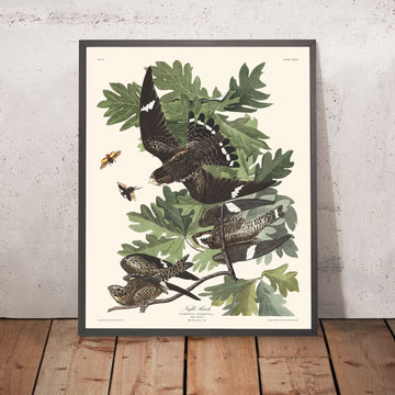 Nachtfalke von John James Audubon, 1827 