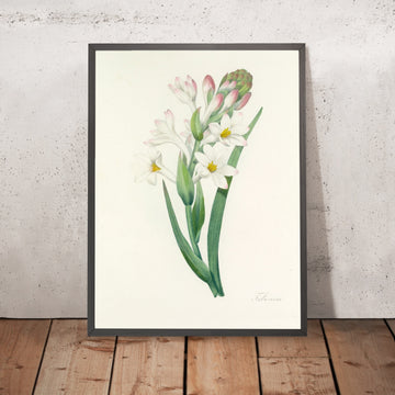 A framed image of Tuberose (Plate 107) by Pierre Joseph Redouté, 1827