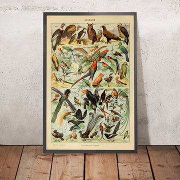 A framed image of Birds (2) by Adolphe Millot 1890