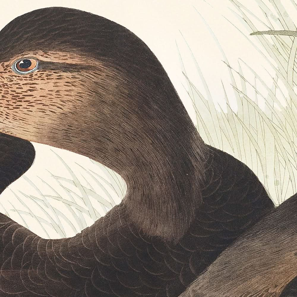 Dusky Duck von John James Audubon, 1827