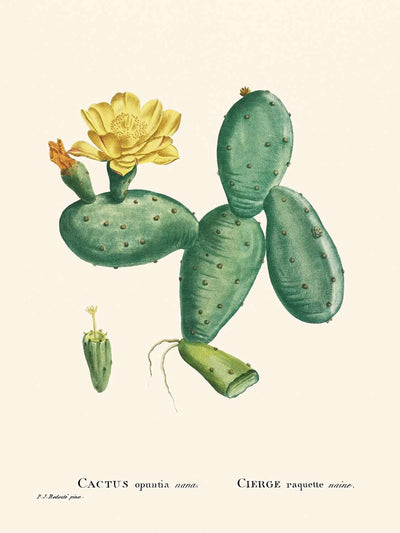 Cactus Opuntia Nana de Pierre-Joseph Redouté, 1802