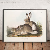 Townsend's Rocky Mountain Hare (Lepus townsendii) by John Woodhouse Audubon, 1845