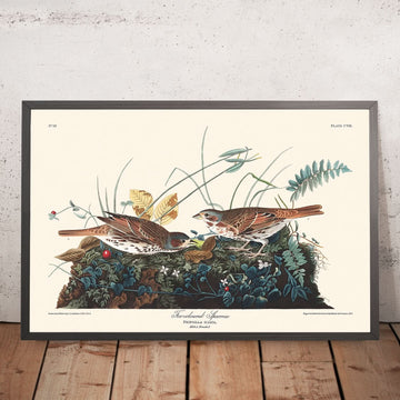 Fuchsfarbener Spatz von John James Audubon, 1827 