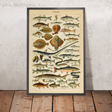 Fische von Adolphe Millot, 1890 