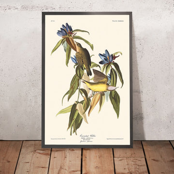 Paruline du Connecticut par John James Audubon, 1827 