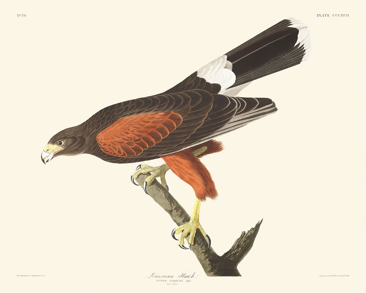 Halcón de Luisiana, de John James Audubon, 1827